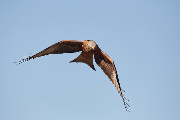 Photo milvus milvus in flight