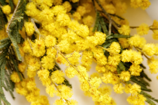 Foto mimosa bloemen close-up lente zonnig concept macro