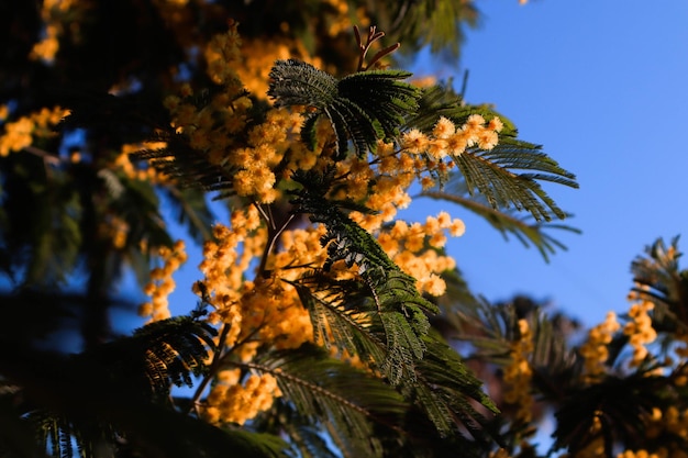 Photo mimosa blossoms against a blue sky