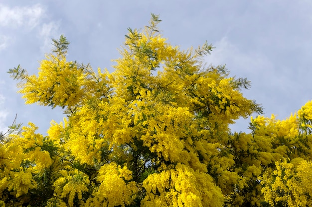 Цветы мимозы Acacia Dealbata растут в парке