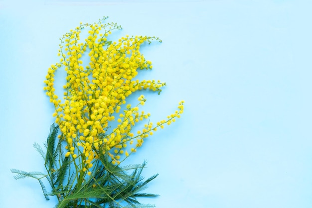 Mimosa flowers on blue background