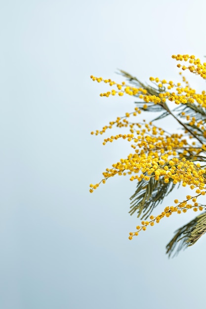 Mimosa flowers branch on Blue background banner with copy space Spring