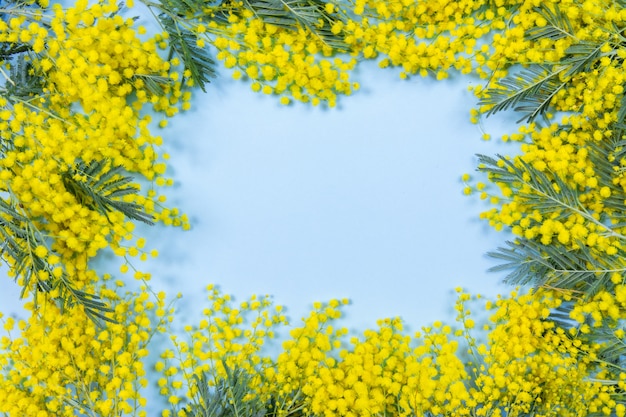 Mimosa flowers frame on blue background.