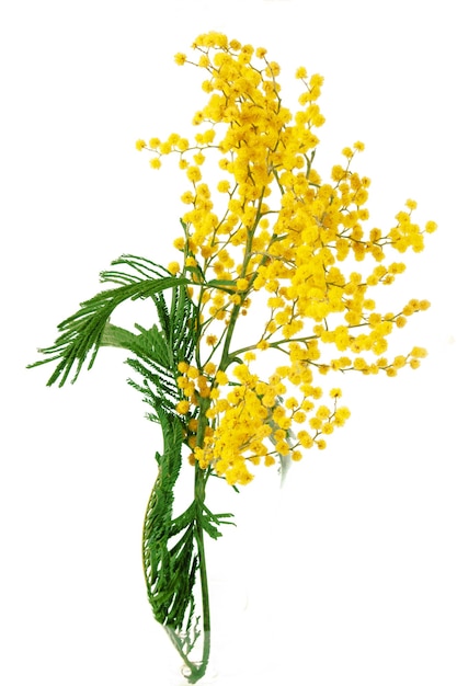 Mimosa flowers isolated on white, closeup