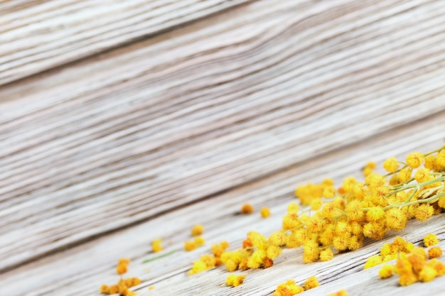 Mimosa flowers on rustic wooden surface