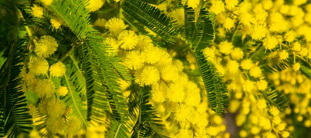 Mimosa flowers on tree