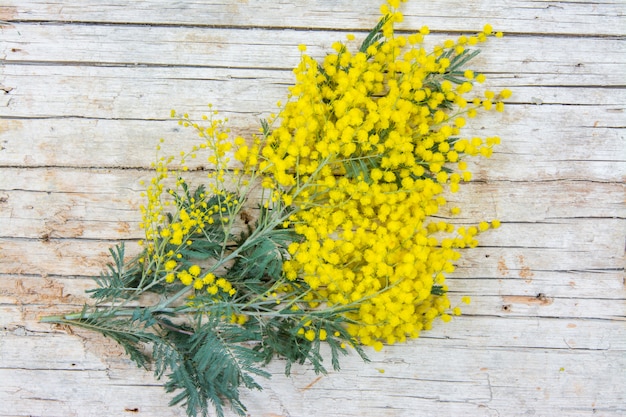 Mimosa flowers on wooden table