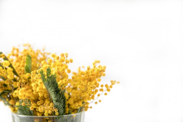 Mimosa in a glass on a white