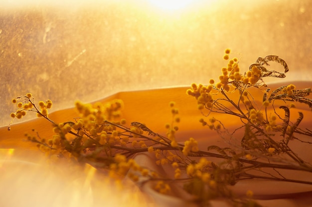 Mimosa and golden quail eggs with reflection Copy space