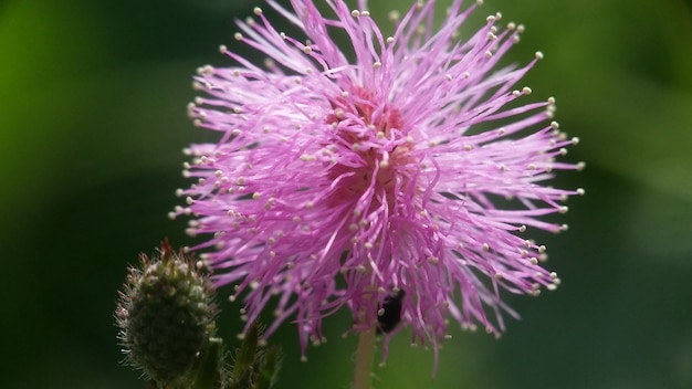 Mimosa Pudica-bloem