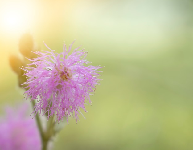 Mimosa pudica in green leaves in bright sunlight