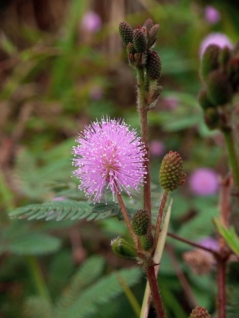 Photo mimosa pudica l is a short shrub belonging to the legume tribe which is easily recognized because of