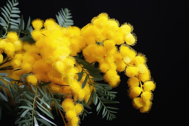 Foto mimosa's bloem