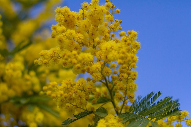 Photo mimosa tree or acacia pycnantha golden wattleyellow flowering in the on blue sky background