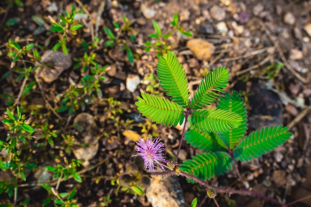 Mimosa vertrekt op de grond