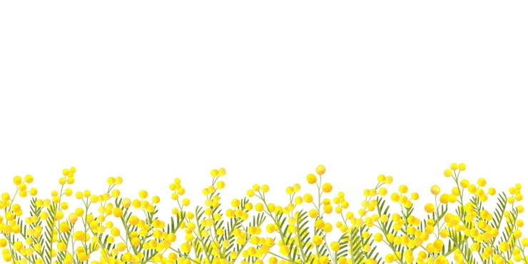 Photo ミモサの黄色い春の花の境界とフレーム 白い背景に手描きの水彩画