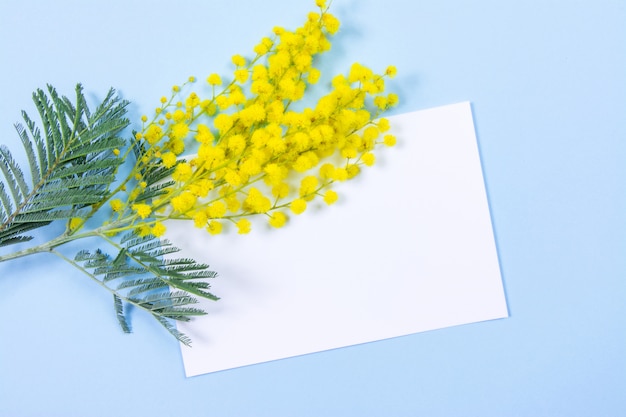 Mimosabloemen op blauwe achtergrond met document blad voor uw bericht of tekst. 8 maart, vrouwendag symbool en lente.