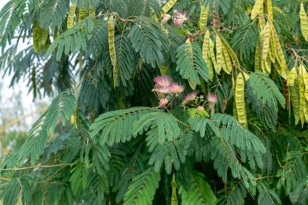 Mimosaboom in bloei in de Donaudelta