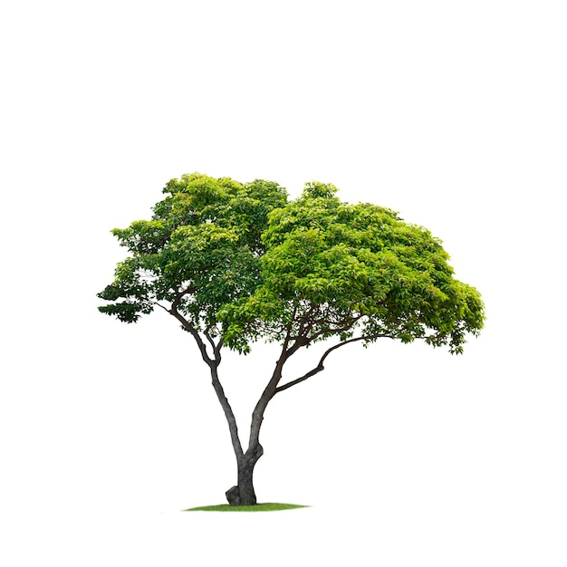 mimusops elengi, spanish cherry, medlar tree on isolated white background with clipping path