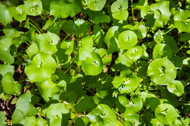 Photo miner's lettuce winter purslane or indian lettuce claytonia perfoliata growing on a meadow san francisco bay area california