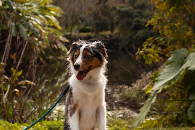 公園のベンチに立っているミニオーストラリアンシェパードの犬