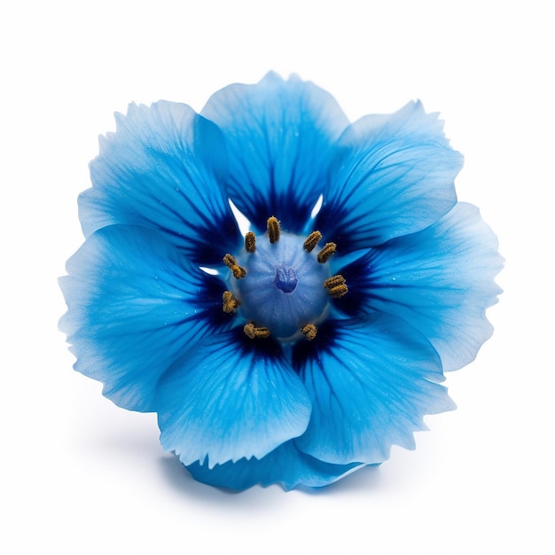 Mini blue flower elevation isolated on clear