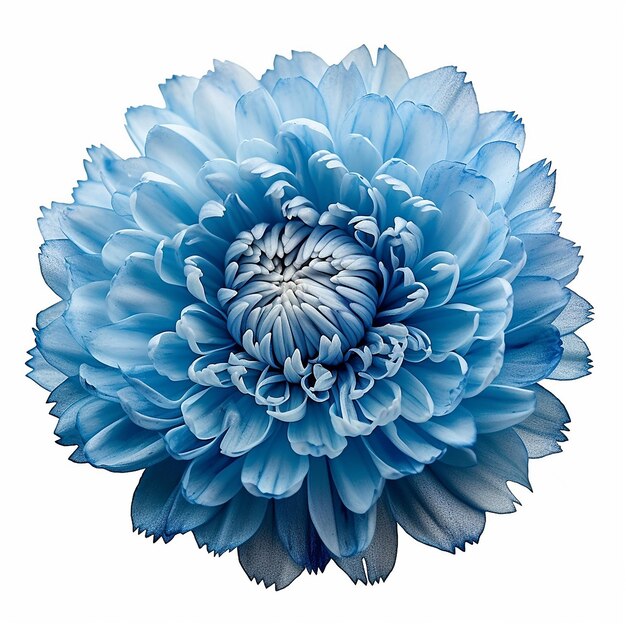 Mini Blue Flower Elevation Isolated