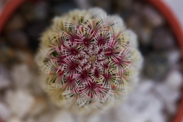 Mini cactus extreme close up