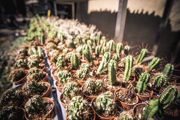 Mini Cactus group - vintage photography