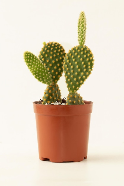 Mini cactus isolated on white background