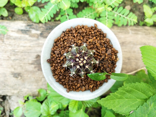 Photo mini cactus name breed gyno hybrid on wood