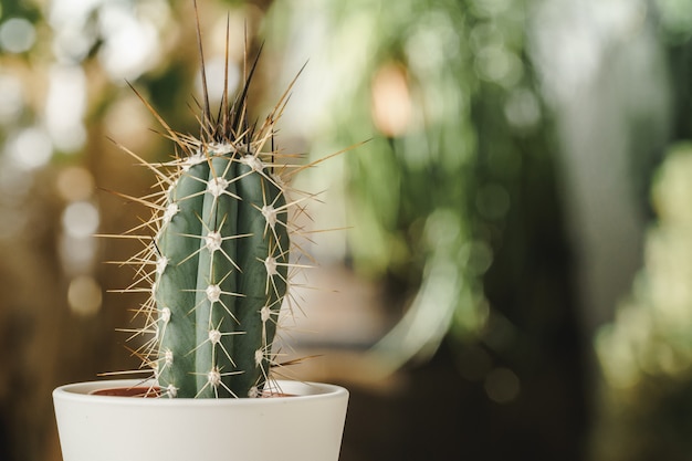 Mini cactus plant ingegoten op wazig botanische tuin