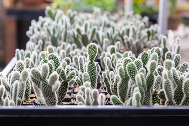 Mini cactus plant in the pot