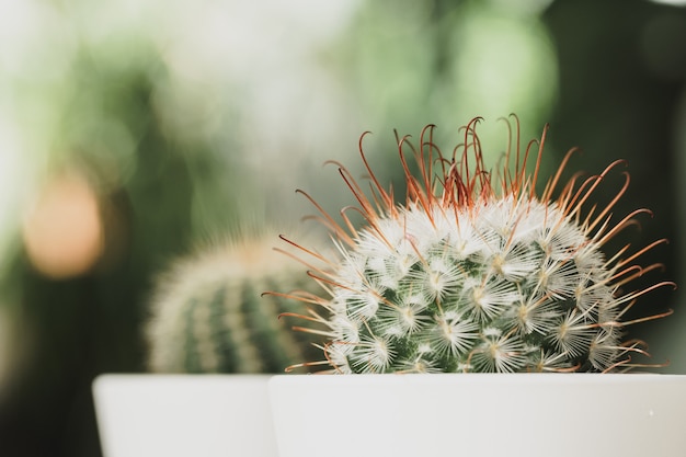 Photo mini cactus plant potted on blurred botanical garden background