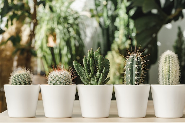 Photo mini cactus plant potted on blurred botanical garden