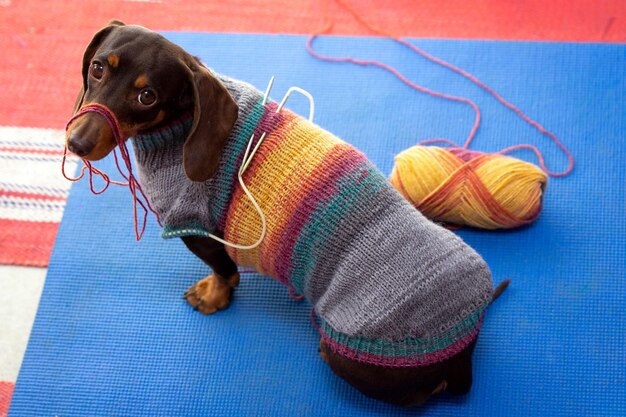 Mini dachshund dog weared sweater