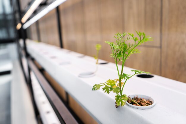 Mini farm for growing salads.