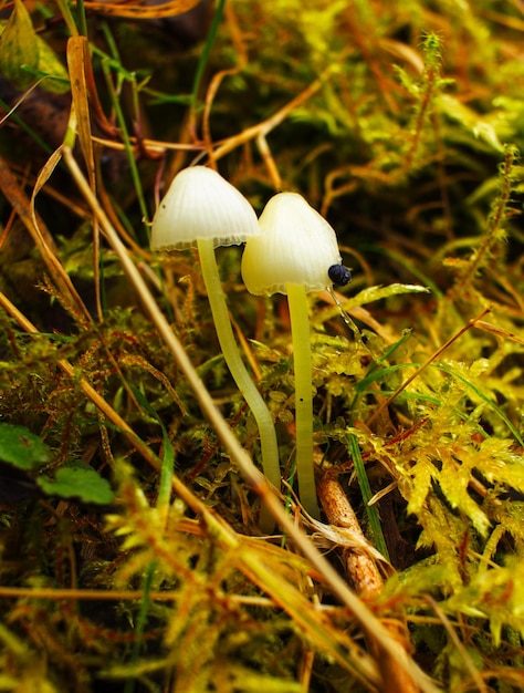 Mini fungi autumn's silent guardians