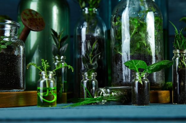 Mini glazen vazen en fles met groene bladeren, planten.