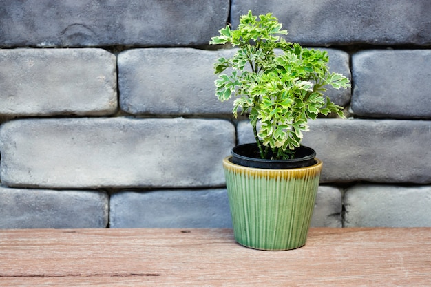 Mini green leaves plant pot