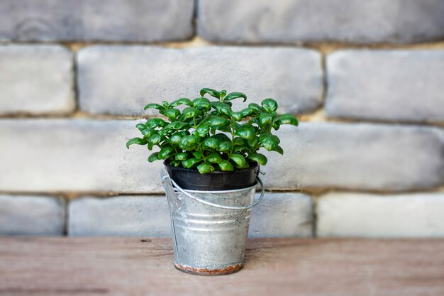 Photo mini green leaves plant pot