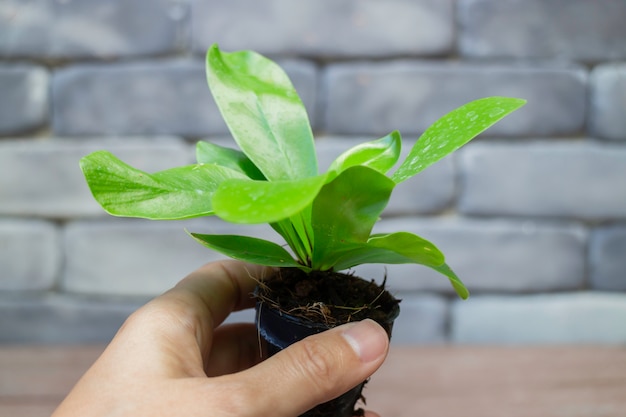 Mini groene bladeren plantenpot