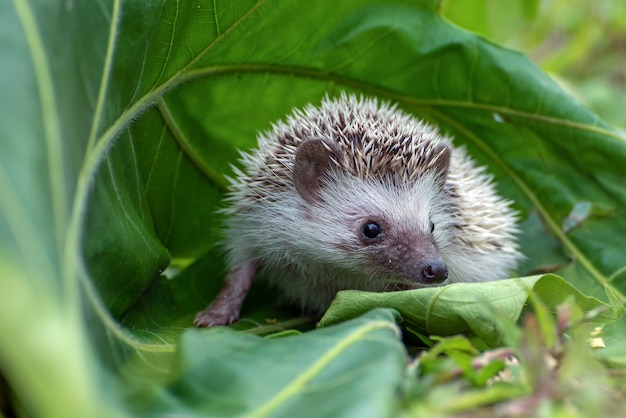 草の中に座っているミニハリネズミ