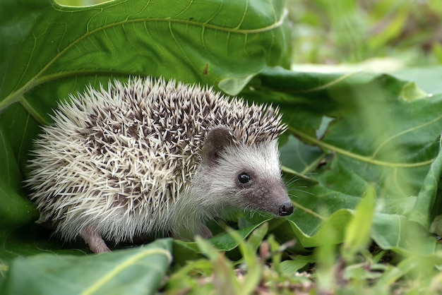 Mini hedgehog sitting in the grass