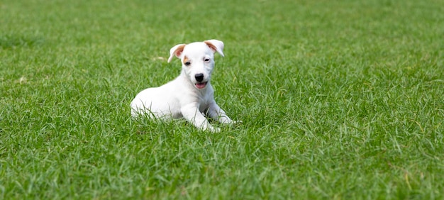 Mini jack russel dog on green grass in lovely puppy concept