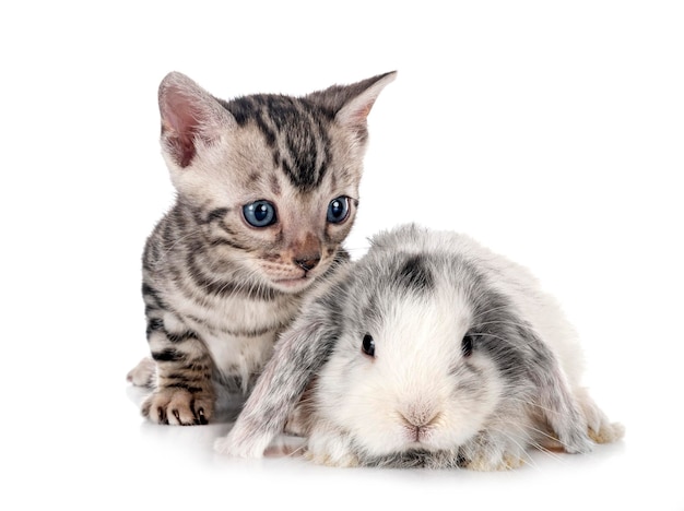 Mini lop and bengal kitten