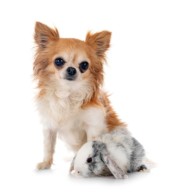 Mini lop and dog