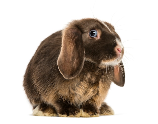 Mini lop rabbit standing isolated on white