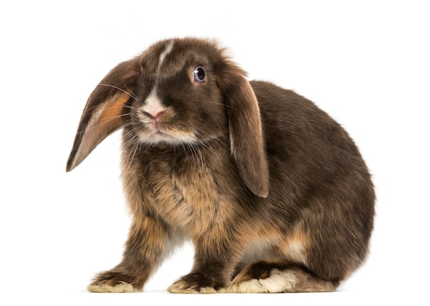 Mini lop rabbit standing isolated on white