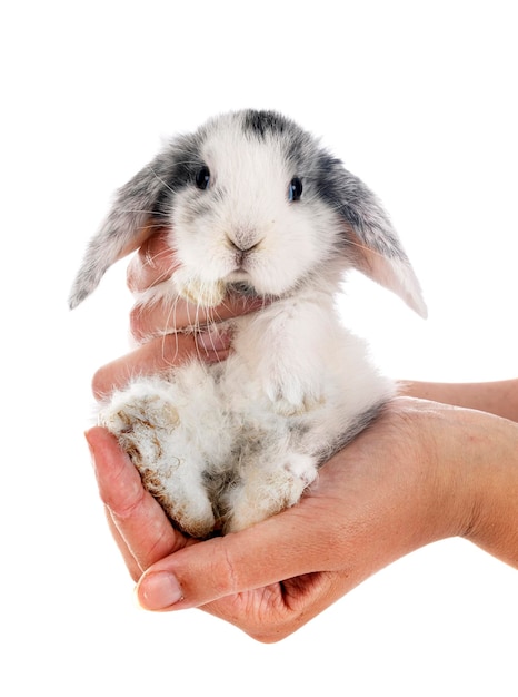 Mini lop in studio